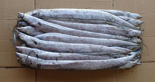 進口北極蝦口岸消殺代理服務與生存水溫管理